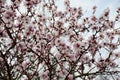 The branches of a cherry tree are strewn with white flowers Royalty Free Stock Photo