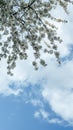 The branches of cherry tree with white blossoms against blue sky in early spring Royalty Free Stock Photo