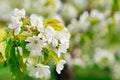 branches of a cherry tree with white flowers. spring garden. Royalty Free Stock Photo