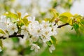 branches of a cherry tree with white flowers. spring garden. Royalty Free Stock Photo