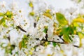 branches of a cherry tree with white flowers. spring garden. Royalty Free Stock Photo