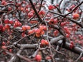 Branches of a Chinese apple tree or Siberian crab with tiny red apples powdered by snow on a cloudy November day