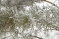 Branches Of Christmas Fir And Pine Are Covered With Snow And Ice Crystals, Frost Texture Close-up