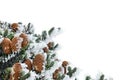 Branches of christmas tree ( Abies koreana, Silberlocke, Korean fir ) with cones covered hoarfrost and in the snow Royalty Free Stock Photo