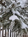 the branches of the Christmas tree are covered with the first snow Royalty Free Stock Photo