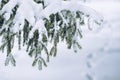 Branches of a Christmas tree covered with snow natural spruce wi Royalty Free Stock Photo