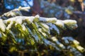 Branches of a Christmas tree covered with snow natural spruce winter background. russia Royalty Free Stock Photo