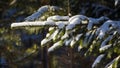 Branches of a Christmas tree covered with snow natural spruce winter background. russia Royalty Free Stock Photo