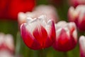 Branches of closeup bright red tulips in blossom