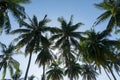 branches of coconut palms trees against blue sky ,for summer background and design. Royalty Free Stock Photo