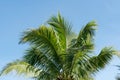 branches of coconut palms trees against blue sky ,for summer background and design. Royalty Free Stock Photo