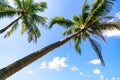 Branches of coconut palms trees under clear blue sky background in summer season Royalty Free Stock Photo