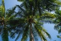 Branches of coconut palms under blue sky Royalty Free Stock Photo