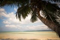 branches of coconut palms under blue sky Royalty Free Stock Photo