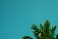 Branches of coconut palms under blue sky