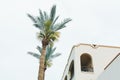 Branches of coconut palms under blue sky Royalty Free Stock Photo