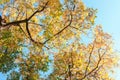 Branches with colorful autumn leaves against blue sky. black locust. Low Angle View. Toned image Royalty Free Stock Photo