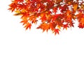 Branches with colorful autumn leaves isolated on white background. Acer palmatum (Japanese maple). Selective focus Royalty Free Stock Photo