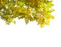 Branches with colorful autumn leaves isolated on white background. Japanese pagoda tree