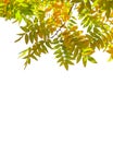 Branches with colorful autumn leaves isolated on white background. Japanese pagoda tree Royalty Free Stock Photo