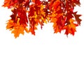 Branches with colorful autumn leaves isolated on white background. Northern Red Oak. Selective focus Royalty Free Stock Photo