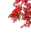 Branches with  colorful autumn leaves  isolated on white background.  Selective focus. Acer palmatum Japanese maple Royalty Free Stock Photo