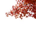 Branches with  colorful autumn leaves with water drops  isolated on white background.  Selective focus. American Sweetgum Royalty Free Stock Photo