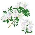 Branches colorful Rhododendron branch  flowers  mountain shrub on a white background set five vintage vector illustration editable Royalty Free Stock Photo