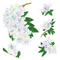 Branches colorful Rhododendron branch  flowers  mountain shrub on a white background set four vintage vector illustration editable Royalty Free Stock Photo