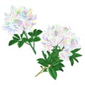 Branches colorful Rhododendron branch flowers mountain shrub on a white background set three vintage vector illustration