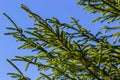 Branches with cones European spruce Picea abies on a background of blue sky Royalty Free Stock Photo