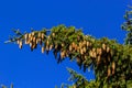 Branches with cones European spruce Picea abies on a background of blue sky Royalty Free Stock Photo