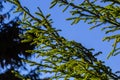 Branches with cones European spruce Picea abies on a background of blue sky Royalty Free Stock Photo