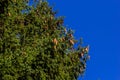 Branches with cones European spruce Picea abies on a background of blue sky Royalty Free Stock Photo