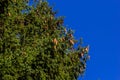 Branches with cones European spruce Picea abies on a background of blue sky Royalty Free Stock Photo