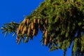 Branches with cones European spruce Picea abies on a background of blue sky Royalty Free Stock Photo