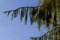 Branches with cones European spruce Picea abies on a background of blue sky Royalty Free Stock Photo