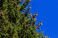 Branches with cones European spruce Picea abies on a background of blue sky Royalty Free Stock Photo