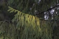 Branches with cones European spruce Picea abies on a background of blue sky. Royalty Free Stock Photo