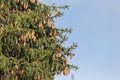 Branches with cones European spruce Picea abies on a background of blue sky. Royalty Free Stock Photo