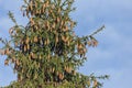 Branches with cones European spruce Picea abies on a background of blue sky. Royalty Free Stock Photo