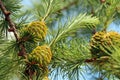 Branches with cones and needles on larch tree growing in forest