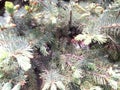 The branches of a coniferous tree with green needles close up Royalty Free Stock Photo
