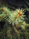 Branches of coniferous tree with swollen young buds. Royalty Free Stock Photo