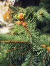 Branches of coniferous tree with swollen young buds. Royalty Free Stock Photo