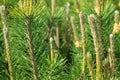 The branches of coniferous wood, closeup. Green forest background. Soft focus.Close up. Royalty Free Stock Photo