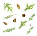 Branches of conifers and cones on a white background