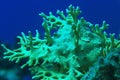 Branches of coral Royalty Free Stock Photo