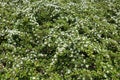 Branches of Cotoneaster horizontalis with white flowers Royalty Free Stock Photo