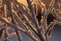 Branches covered by frost in the morning sun, warm light